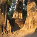 나무와 돌 이미지