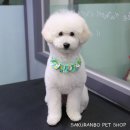 사쿠란보애견샵 부산대점 이미지