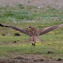 Black Jackdaw 이미지