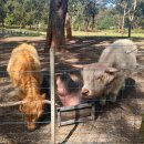 돌고래농장 | 모두투어 호주 패키지 시드니 4박 6일 2일차 후기 - 와이너리 투어 포트스테판 사막투어 복장 돌고래...