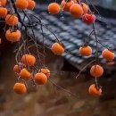 감나무집 이미지