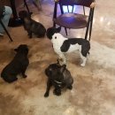 펠리스뻬로 이미지