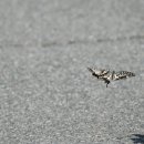 하단동1211 이미지