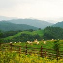 삼양목장 이미지