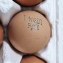 영천우체국 | [농라] 영천신선농장 난각번호 1번 동물복지유정란 재구매 후기