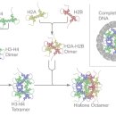 히스톤(HisTone) 이미지