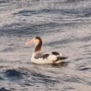 알바트로스(Albatrus)
