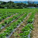 백암농장 이미지