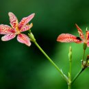 대곡마을 이미지