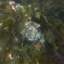 백령도 횟집 이미지