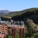 도곡 구사마을 숲정이 | 2025 전남 화순 고인돌 가을꽃 축제 코스모스의 바다와 유적지의 만남