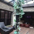 일식 성진 이미지