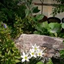 미운오리 이미지