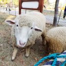 늘솔길공원양떼목장 이미지