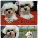 문채농장 | 보리 일상 + 에띠라드라이기후기.