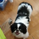 지인진복싱스포츠 이미지