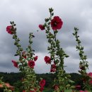 레푸기움 | 칼 융의 돌탑집 (레푸기움)