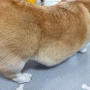 초록애견샵 이미지