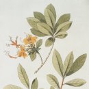 보타니칼아트 이미지