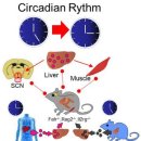 [사이테크+] "생쥐 간에 사람 간세포 이식했더니…생체리듬이 변했다" 이미지