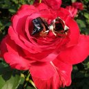 묵동장로교회 이미지