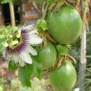 시계꽃 열매 (Passion fruit) 이미지