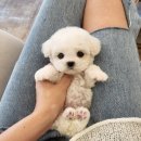 퍼피블랑 | 세종 강아지 분양 고민 중이라면? 블랑퍼피에서 진심을 느꼈어요