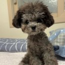 소문켄넬 이미지