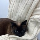 삼화 우수한동물병원 | 제주도 동물병원 추천 삼화우수한동물병원 진료시간비용위치리뷰