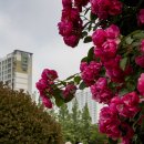 중동 근린공원 이미지