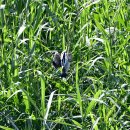 경안습지의 덤불해오라기(Chinese Little Bittern) 이미지