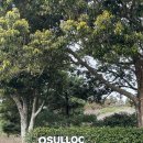 다녀올개 | 제주 서귀포 ‘오설록 티 뮤지엄’ 솔직후기 제주올패스 사용후기까지