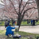 일향(一香) | [여행] 4월 교토 벚꽃여행♡ 교토 벚꽃명소, 교토부립식물원, 기요미즈데라,도쿠라, 기온 단란