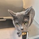 칸 호텔 | 고양이 호텔 대전 " 페르시안캣 " 칸&amp;릴리 고양이호텔 후기 ~