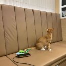 달달한 수제 디저트 달.디 이미지