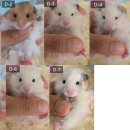 부산햄스터분양 행복햄 이미지