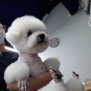 쥬티 펫 이미지