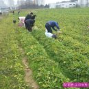 우 상인 농장 이미지