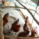 대리농장 이미지