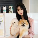 우리 강아지 이미지