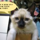 샴