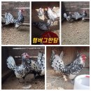 관상닭 소형품종 여러품종 종란 분양합니다 이미지