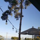 아라애견 이미지