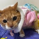 실이 그루밍 이미지