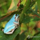 청개구리 이미지