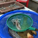 신선수산 - 창원시 마산합포구 어시장7길 48 | 보령 대천항 수산시장 맛집 녹도수산, 신선한 자연산 회 포장 후기
