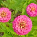 행복한들 이미지