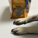 밥이보약 | 강아지 눈물 사료 추천 하림펫푸드 밥이보약 퍼그 후기