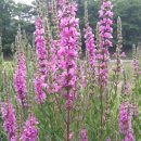 여주자영농업고등학교 이미지