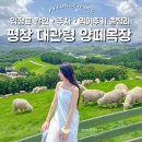 용목장 | 평창 가볼만한곳 대관령 양떼목장 시간 주차 먹이주기